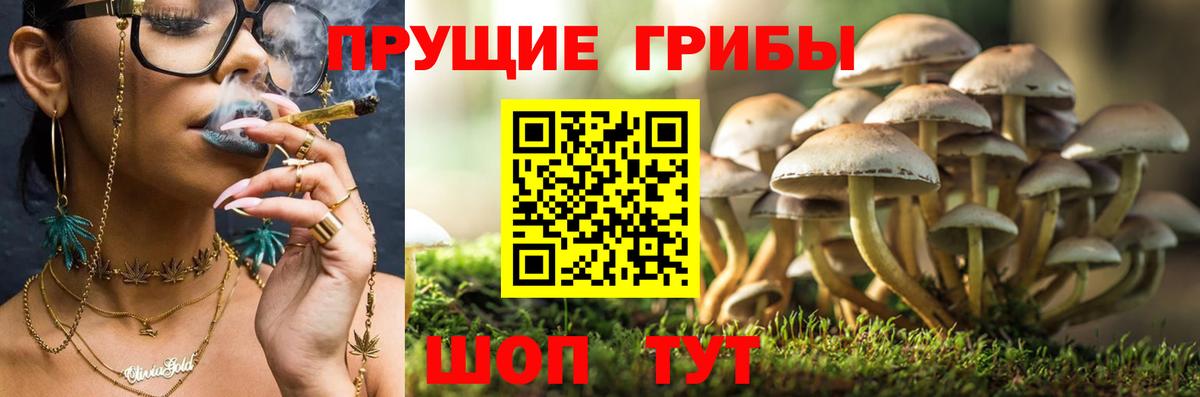 Псилоцибиновые грибы прущие грибы Северск
